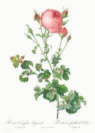 Celery Leaved Variety Of Cabbage Rose Rosa Centifolia Bipinnata From Les Roses 1817 Ndash 1824 By Pierre Botanical Illustration Rose Painting Cabbage Roses