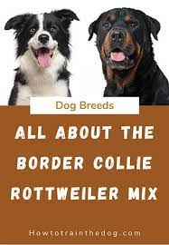 A Complete Guide To The Border Collie Rottweiler Mix