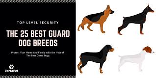 Short, medium (wire haired) and long. The 25 Best Guard Dog Breeds Veterinarians Org