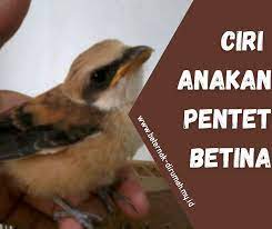 37 Cara Membedakan Pentet Jantan Dan Betina Dewasa Anakan Beternak Dirumah