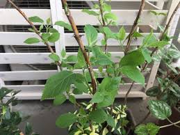 日陰でも咲くアジサイ アナベルの育て方 観葉植物ブログ緑組 植物の育て方