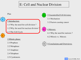 Here we investigate the key differences and similarities between the two processes. Pdf As Cie Cell And Nuclear Division Mitosis And Meiosis Xavier Daniel Academia Edu