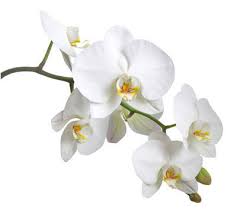 Résultat de recherche d'images pour "fleur"