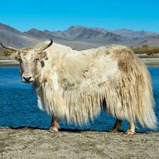 Image result for yak