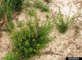 Image result for Heimia