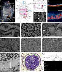 Full service pest control including ants , termites ,cockroaches , rodents etc. Chitin Based Barrier Immunity And Its Loss Predated Mucus Colonization By Indigenous Gut Microbiota Nature Communications