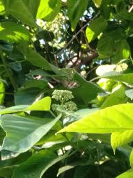 Image result for Premna tanganyikensis