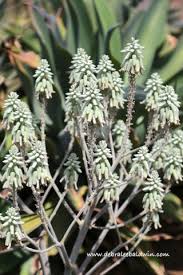 I have heard the term used to describe a varied range of plants from euphorbias to fouquierias (ocotillo) to agaves, yuccas, & aloes. Rosalina S Dream A Nursery Of Her Own