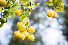 Lemon Tree With Yellow Leaves Why Better Homes And Gardens