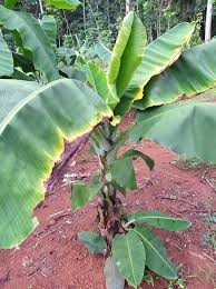 We did not find results for: Penyebab Daun Pisang Berwarna Kuning Kecokelatan Kering Menggulung Lalu Pelepahnya Rusak Tips Petani