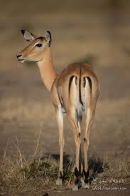 Often Referred To As The Mcdonalds Of Africa The Impala Can Be Found In The Hundreds And Feed Many Of The Cats In The Park Aside From Having The Distinctive