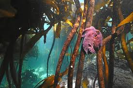 Saving the home of the 'octopus teacher' video, 00:03:22saving the home of the 'octopus teacher'. My Octopus Teacher S Craig Foster Is The Jane Goodall Of The Seaweed Jungle