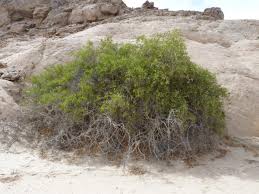 Image result for Salvadora persica