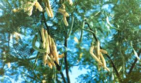 Image result for Brachystegia longifolia