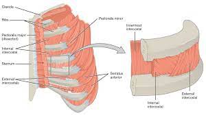 Thoracic cage is a skeletal framework which supports the thorax. Intercostal Muscles Thoracic Cage Forearm Muscles Rib Cage Anatomy