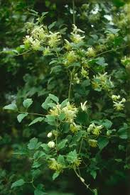 Image result for Clematis brachiata