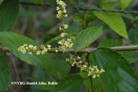 Image result for Gouania