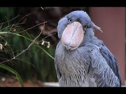 Creepy Bird With Big Eyes Shoebill An Amazing Bird Youtube Shoebill Shoebill Bird Shoebill Stork