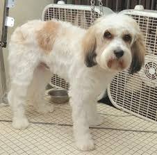 Perfect Pet Solutions