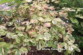 Image result for Bridelia ripicola