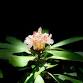 Rescheduled - Tech Resources for Plant Identification