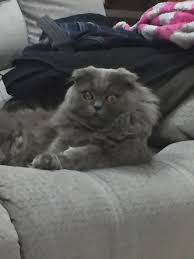 Black golden shaded british kitten. Create Meme Cat Erofey British Longhair Cat Blue British Shorthair Scottish Fold Cat Pictures Meme Arsenal Com