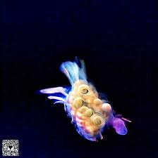 11 Sea Mite In 2021 Fish Pet Marine Life Sea