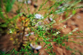 Image result for Persicaria decipiens