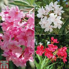 In general, seed types are categorized by features of the fruits' shape, arrangement and color. Oleander Plants Thompson Morgan