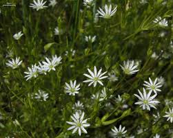 Image result for Stellaria