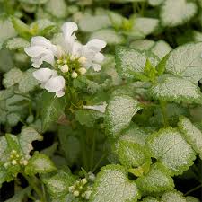 We did not find results for: Plant Encyclopedia Phoenix Perennials And Specialty Plants