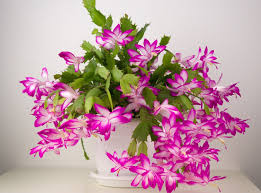 Pothos do well anywhere on the spectrum of light conditions, though, like cast iron plant, they're prone to scorching. 15 Easy Flowering Succulents To Plant Indoors Hort Zone