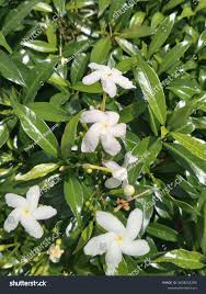 Image result for Jasminum grandiflorum