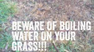 Maybe you would like to learn more about one of these? Beware Of Boiling Water On Grass Youtube