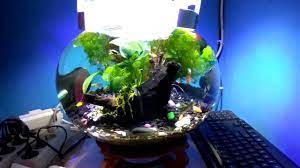 Aquarium Bulat Dengan Co2 Diy Youtube