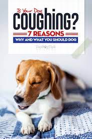 Dog Coughing 7 Reasons Dogs Cough And What To Do When It Happens