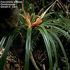 Image result for Pandanaceae