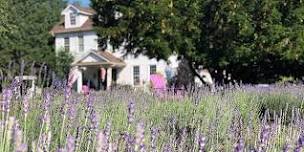 Serene Lavender Farm Open House and U-Pick - June 20