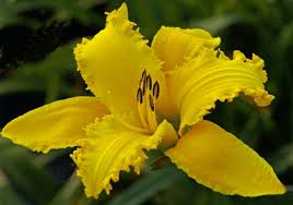 We did not find results for: S Northern Lights Daylilies