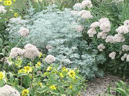 Artemisia ludoviciana silver king grows 2 feet tall and spreads by underground rhizomes. Artemisia Silver In Your Flower Garden Tending My Garden