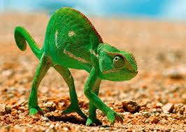 Green Chameleon Moving Nature Gifs Under The Sea Animals Weird Animals Nature Animals