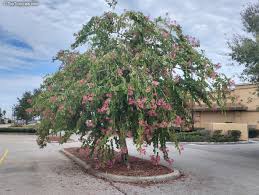 Image result for Bauhinia purpurea