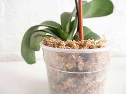 If you take note of the light and water conditions and duplicate the environment, you can actually keep trimming the node to keep the plant blooming all year. How To Care For Orchids
