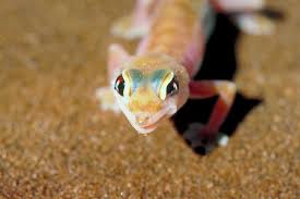 Lâ€™eau, les insectes et les couvertures. Coupee La Queue Du Gecko Effectue Des Pirouettes La Presse