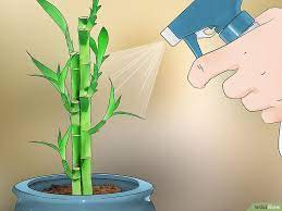 How To Care For An Indoor Bamboo Plant 14 Steps With Pictures Indoor Bamboo Plant Bamboo Plant Care Lucky Bamboo Plants