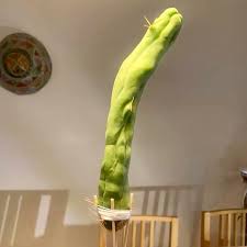 Image result for Bulbostylis megastachys