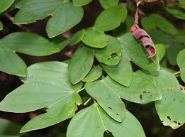 Image result for Bauhinia burrowsii