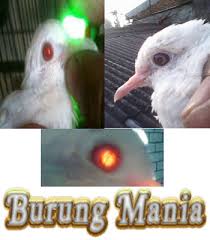 We did not find results for: Perkutut Putih Jenis Perkutut Lokal Untuk Ritual Pejabat Burung Mania