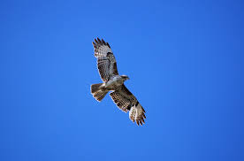 200 kostenlose bussard und vogel bilder pixabay. Bussard Vogel Natur Kostenloses Foto Auf Pixabay