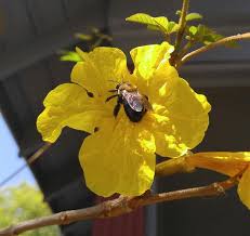 Pin On Botanical
